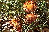 Banksia tenuis var.reptans
