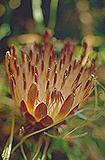 Banksia tenuis var.tenuis