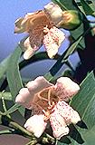 Eremophila bignoniflora