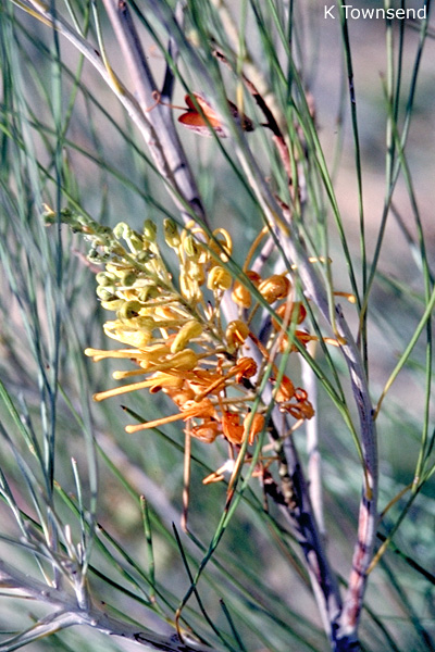 Grevillea juncifolia subsp. juncifolia