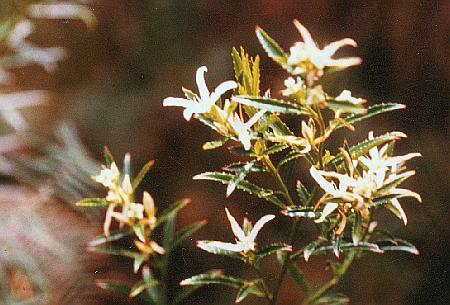 Haloragodendron lucasii