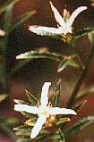Haloragodendron lucasii