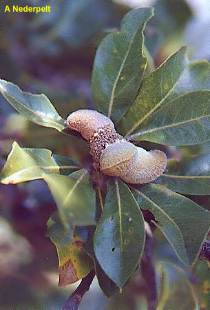 Banksia ilicifolia - Fruit