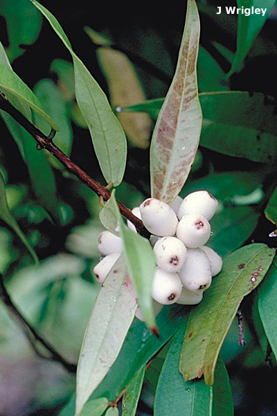Syzygium wilsonii