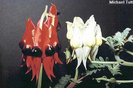 Swainsona formosa (red and white forms)