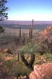 Xanthorrhoea sp.