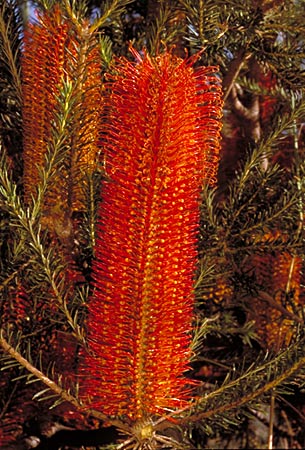 Banksia eficifolia