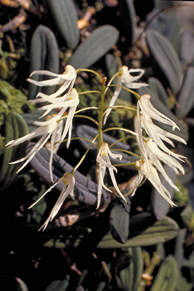 Dendrobium linguiforme