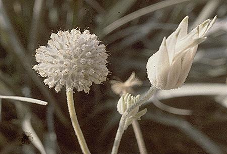 Actinotus helianthi - seed