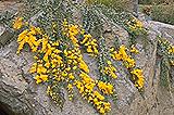 Acacia cultriformis Prostrate