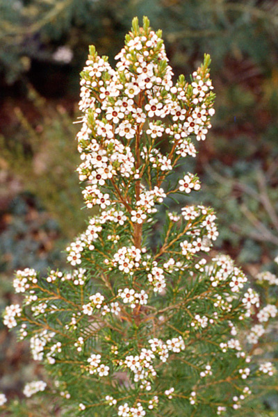 Chamelaucium floriferum