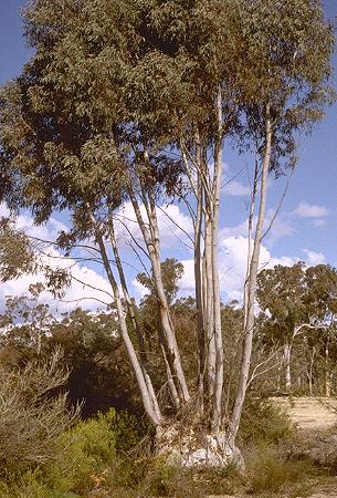 Lignotuber on Eucalyptus rossii