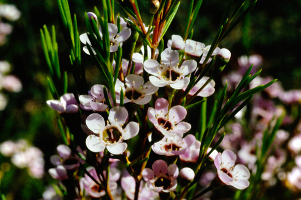 Chamelaucium uncinatum x floriferum