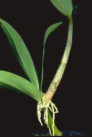 Dendrobium sp - Aerial Growth