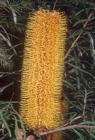 Banksia spinulosa - yellow