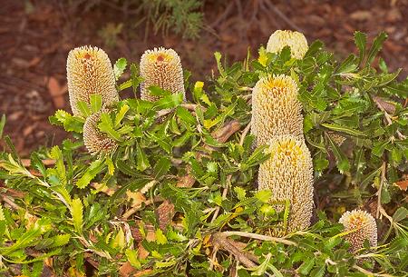 Banksia serrata - Prostrate Form
