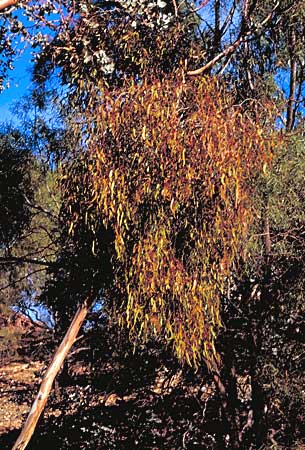 Mistletoe on Eucalyptus gillii
