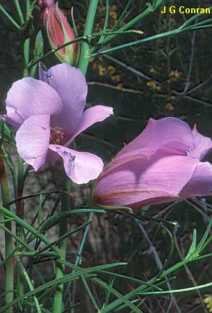 Alyogyne hakeifolia - purple