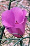 Alyogyne hakeifolia - pink