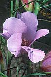Alyogyne hakeifolia - purple