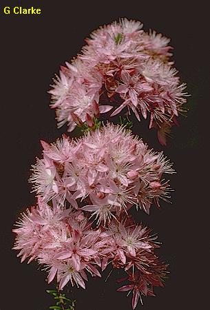 Calytrix tetragona (pink)
