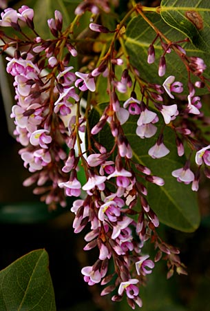 Hardenbergia violacea - Pink