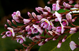Hardenbergia violacea - Pink