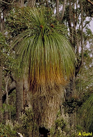 Kingia australis