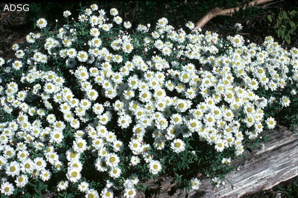 Rhodanthe anthemoides