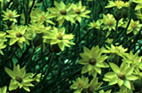 Schoenia filifolia ssp. subulifolia