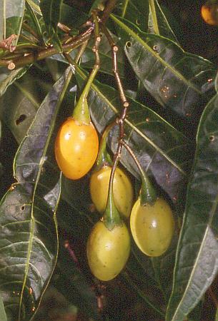 Solanum aviculare