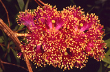 Melaleuca fulgens hybrid
