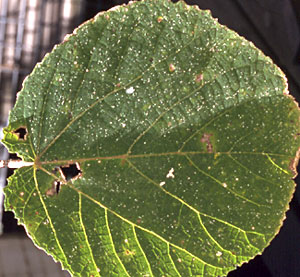 Dendrocnide leaf