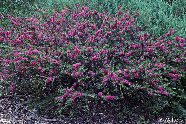 Melaleuca wilsonii