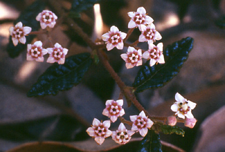 Rulingia hermanniifolia