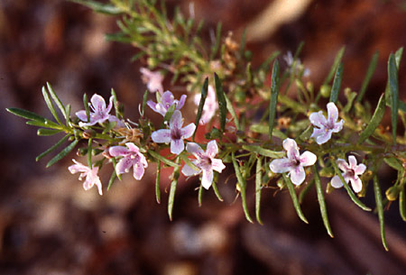 Myoporum+parvifolium+pink