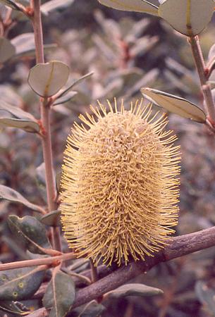 Banksia saxicola