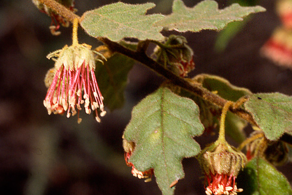 Chorilaena quercifolia - red