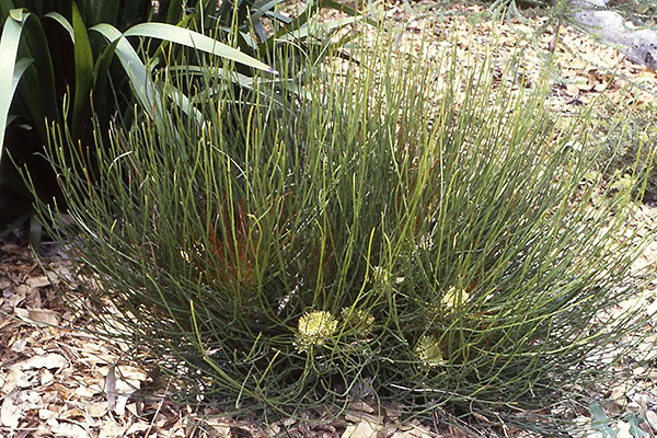 Petrophile longifolia