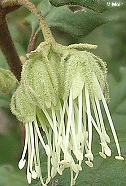Chorilaena quercifolia - green
