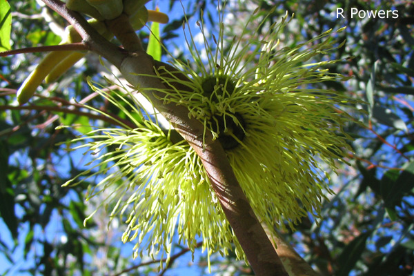 Eucalyptus newbeyi