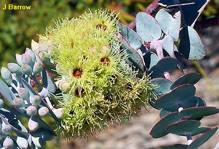 Eucalyptus krusiana