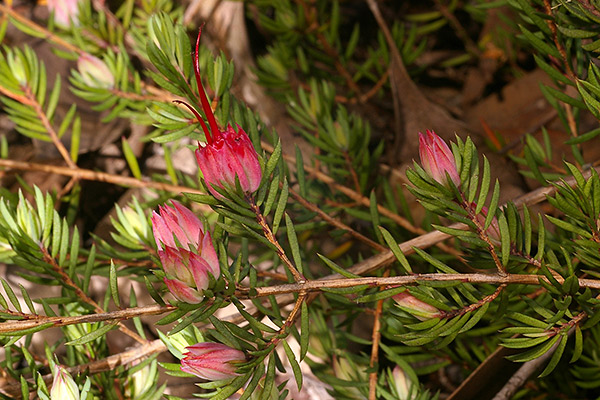 Darwinia taxifolia subsp.macrolaena