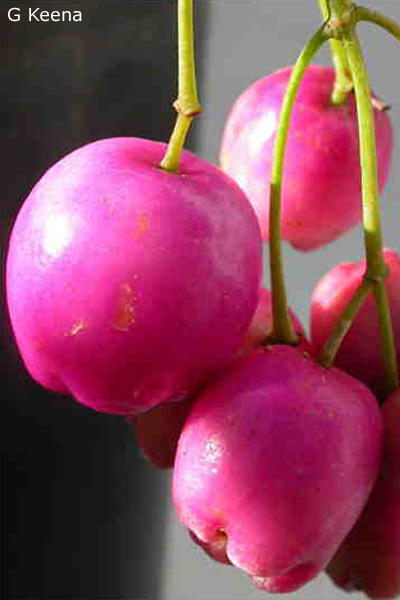 Syzygium oleosum - fruit