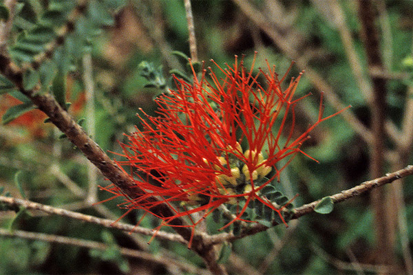 Beuafortia squarrosa