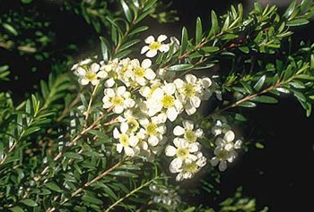 Babingtonia similis
