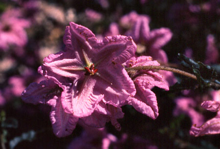 Thomasia grandiflora