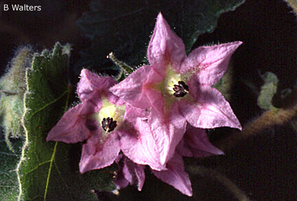 Thomasia macrocarpa