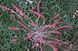 Banksia blechnifolia - foliage
