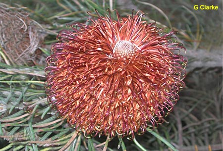 Banksia grossa